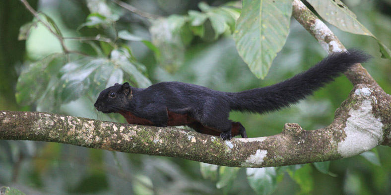 Black Giant Squirrel